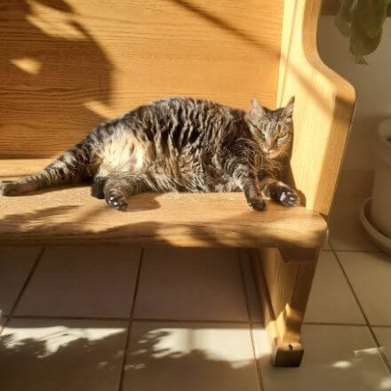 cat in sun