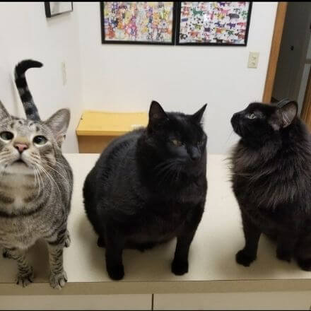 3 cats